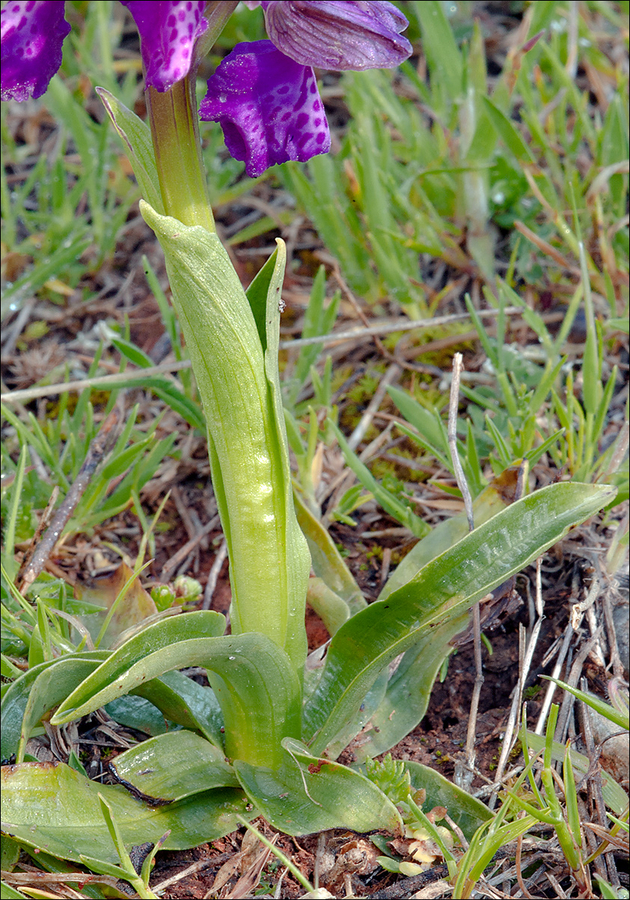 Anacamptis morio ssp. morio