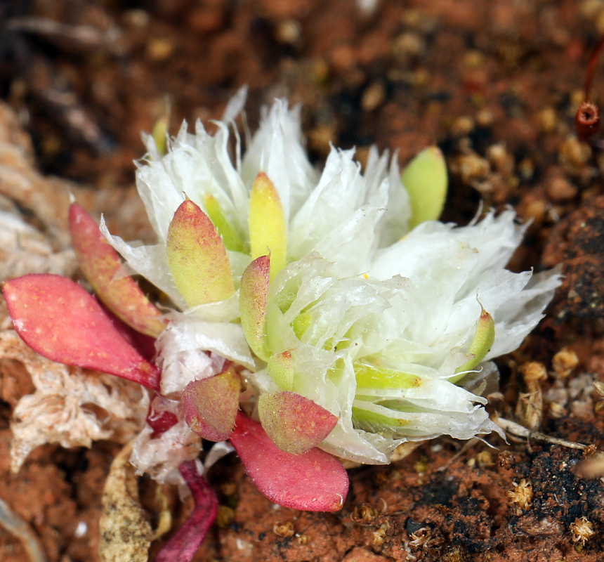 Paronychia ahartii