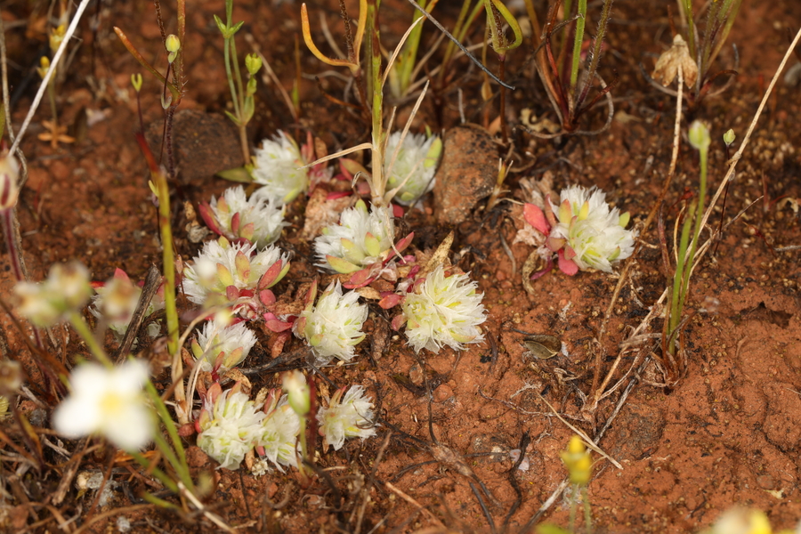Paronychia ahartii