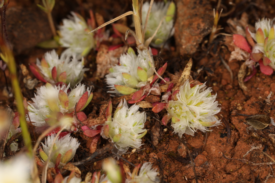 Paronychia ahartii