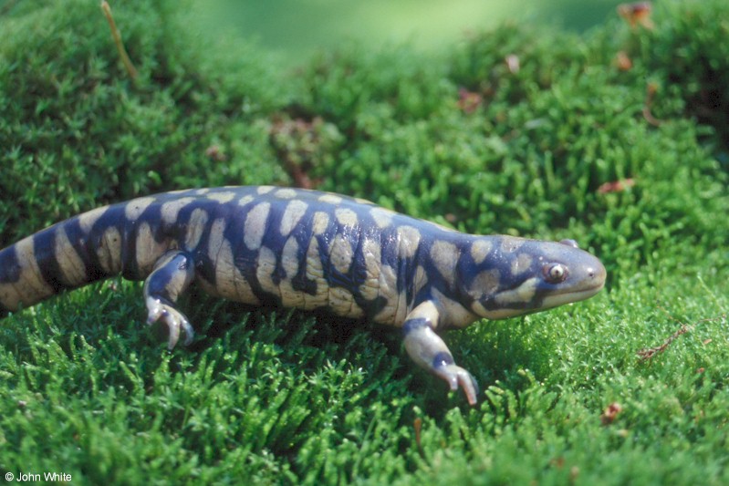 Ambystoma tigrinum