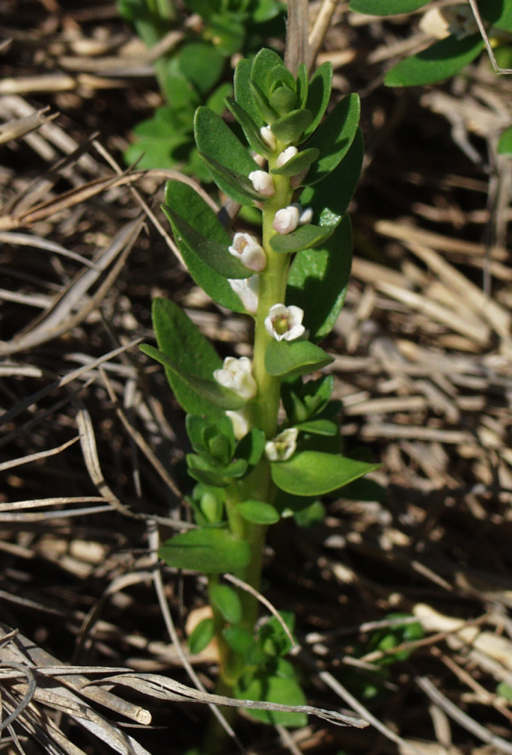 Lysimachia maritima Lysimachia maritima