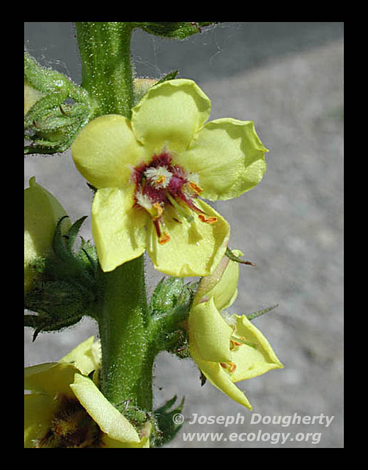 Verbascum virgatum