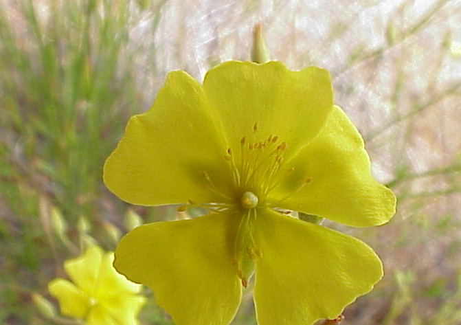 Helianthemum suffrutescens
