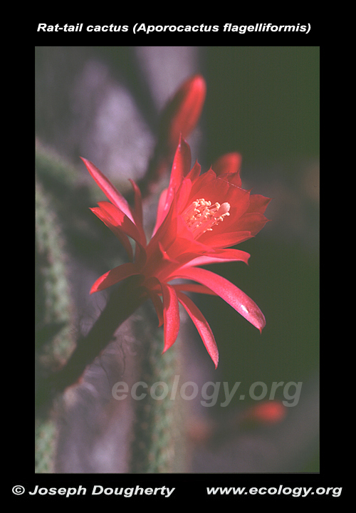 Aporocactus martianus Aporocactus martianus