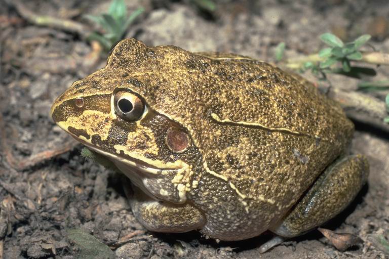 Cyclorana novaehollandiae Cyclorana novaehollandiae