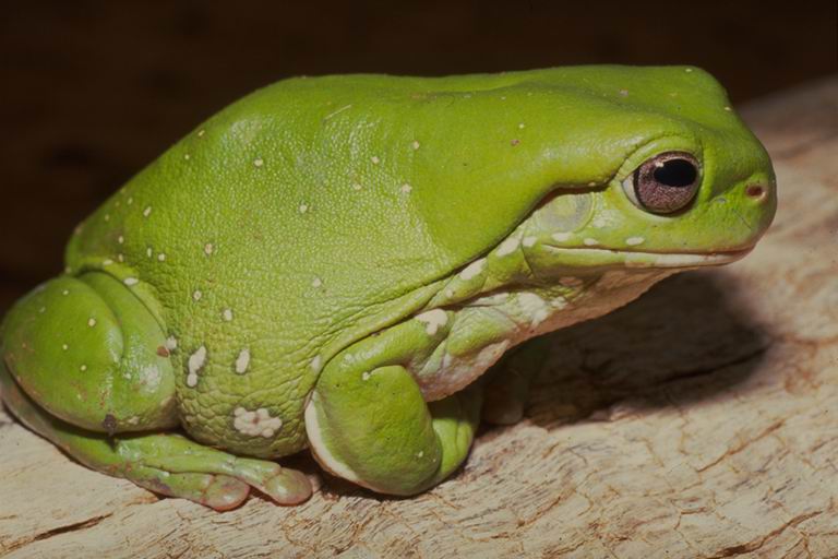 Litoria caerulea