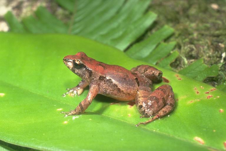 Taudactylus liemi Taudactylus liemi