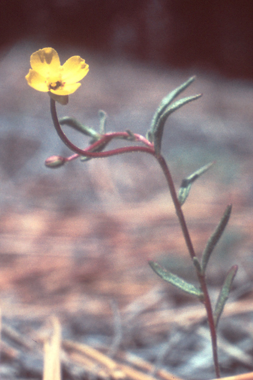 Camissonia benitensis