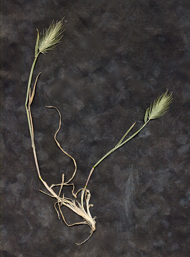 Hordeum marinum ssp. gussoneanum