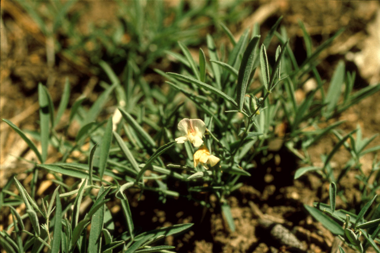 Lathyrus biflorus