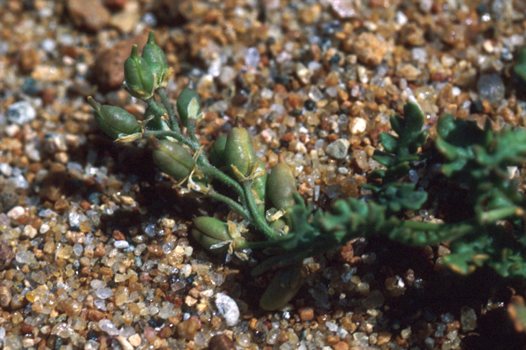 Rorippa subumbellata