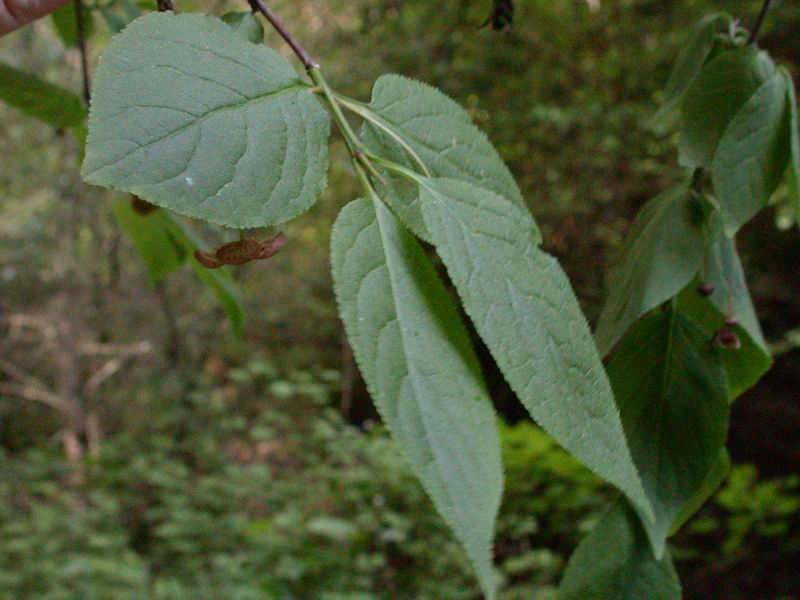 CalPhotos: Euonymus occidentalis var. occidentalis; Western Burning Bush