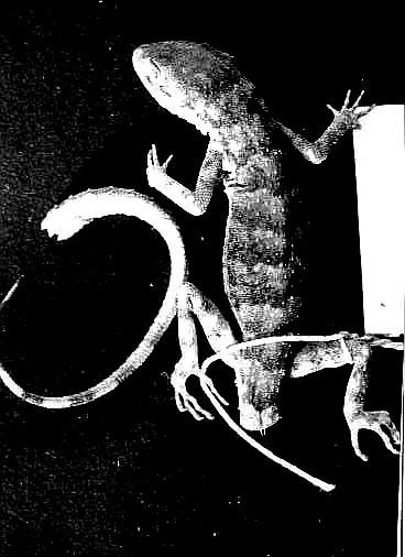 Mediodactylus walli