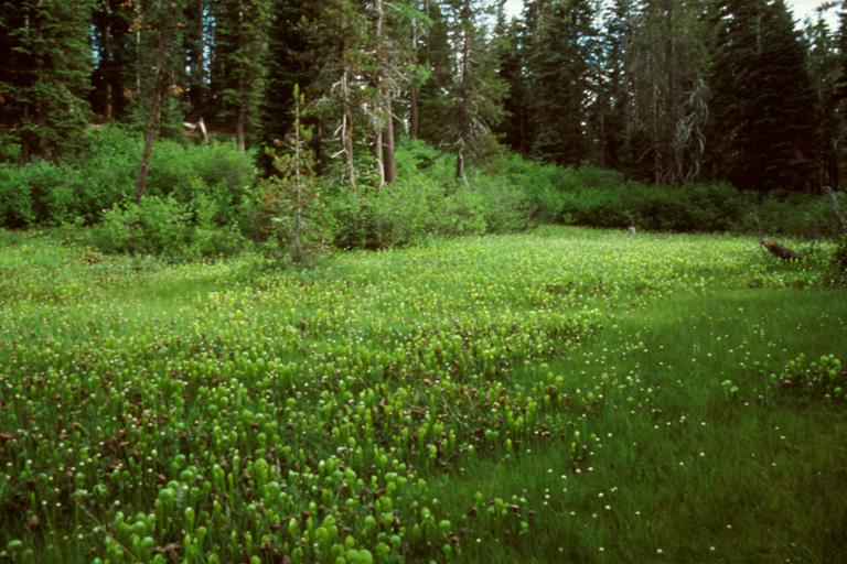 Darlingtonia californica Darlingtonia californica