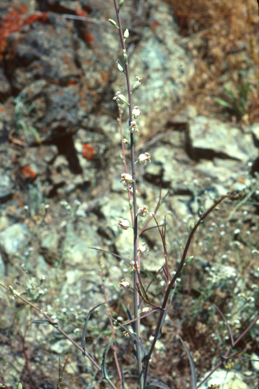 Streptanthus glandulosus