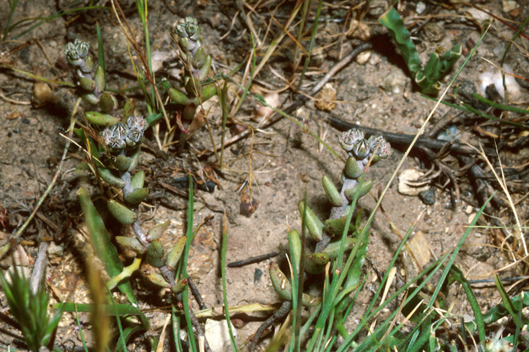 Dudleya blochmaniae ssp. blochmaniae