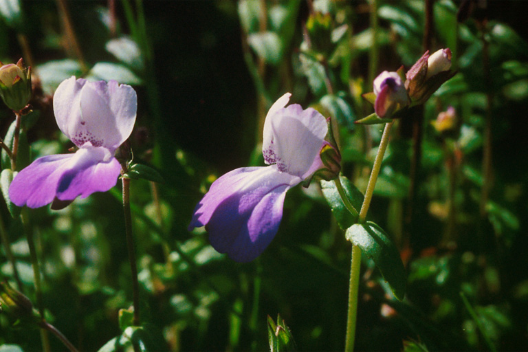 Collinsia multicolor Collinsia multicolor