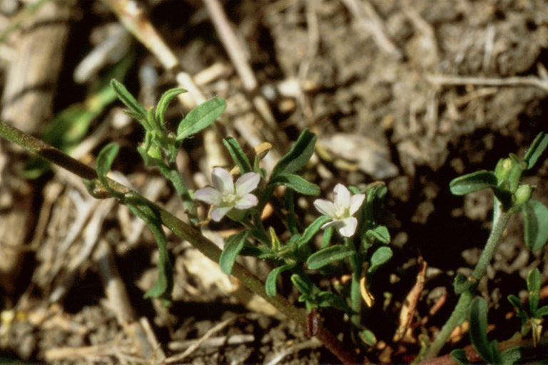 Convolvulus simulans Convolvulus simulans