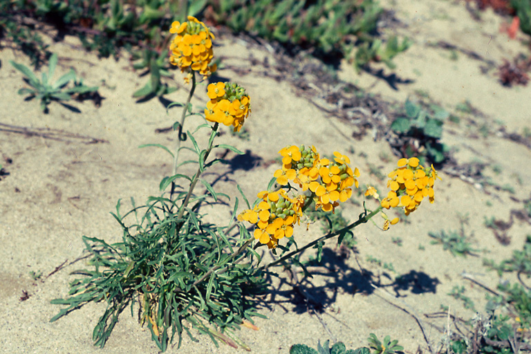 Erysimum ammophilum Erysimum ammophilum