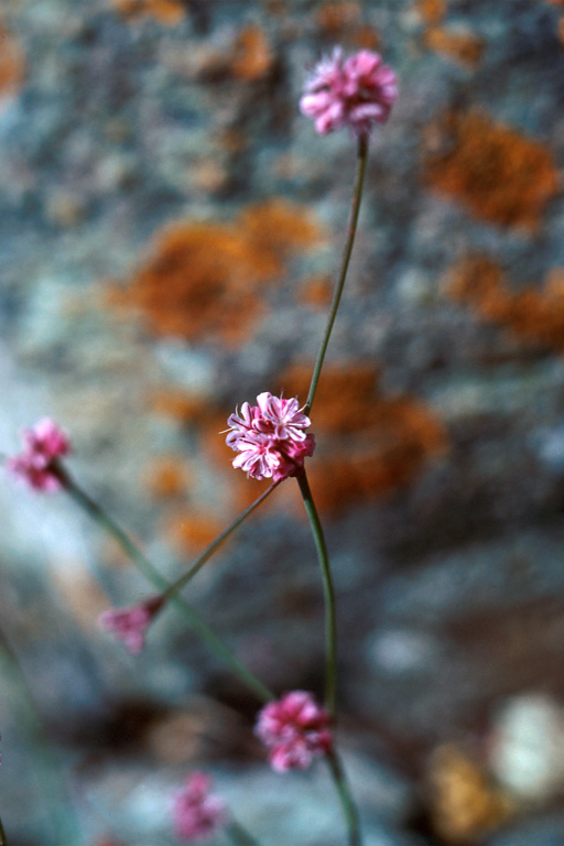 Eriogonum luteolum var. caninum