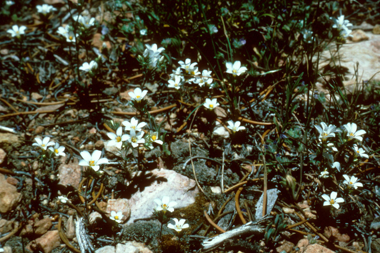 Linanthus killipii
