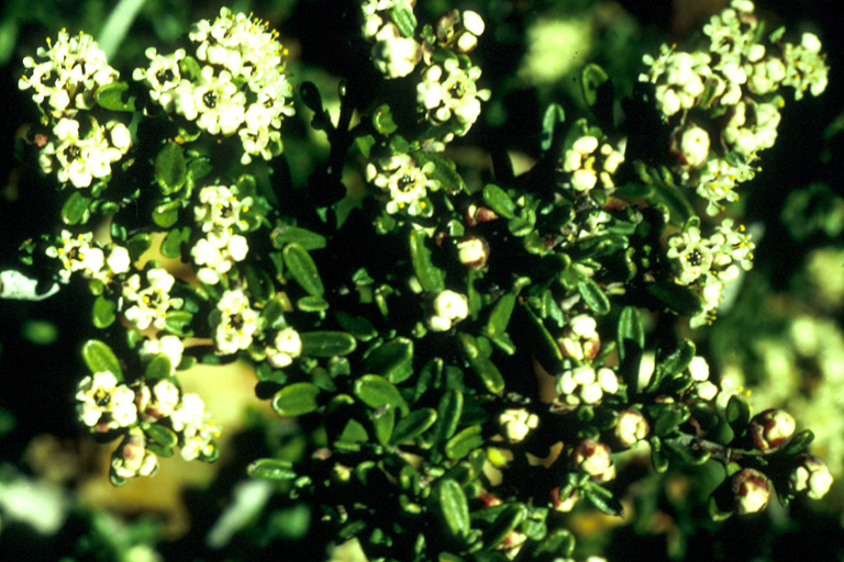 Ceanothus roderickii Ceanothus roderickii
