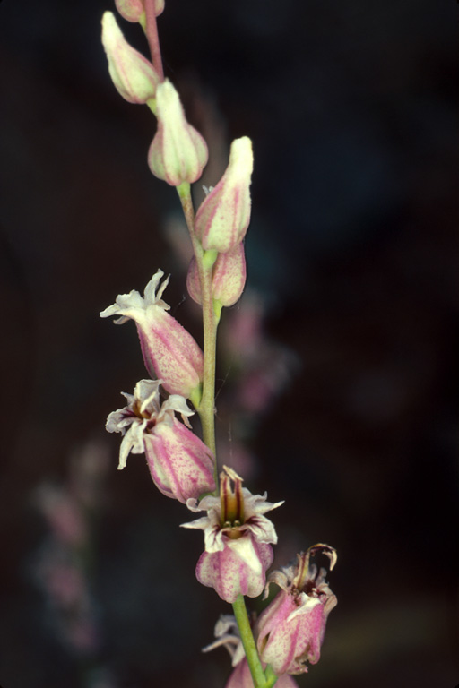 Streptanthus brachiatus