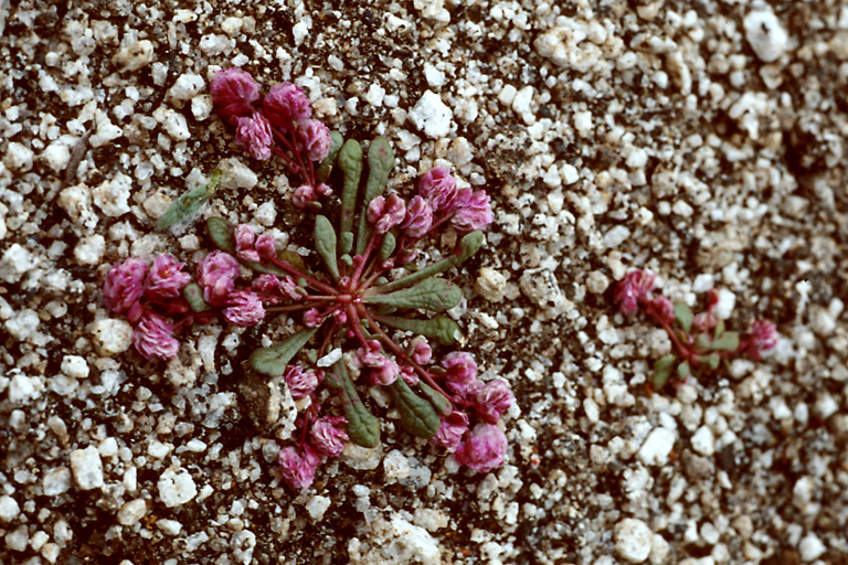 Calyptridium pulchellum