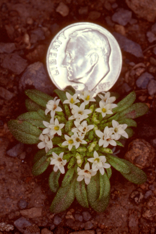 Dimeresia howellii Dimeresia howellii