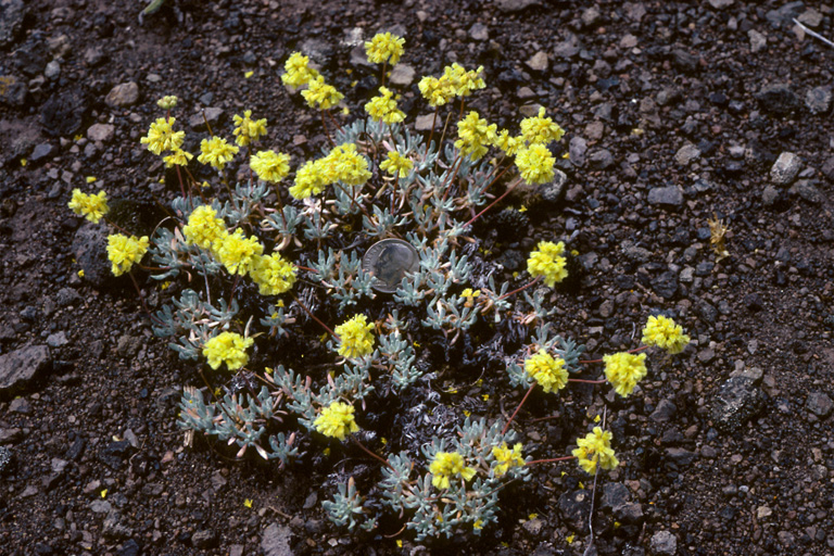 Eriogonum prociduum Eriogonum prociduum