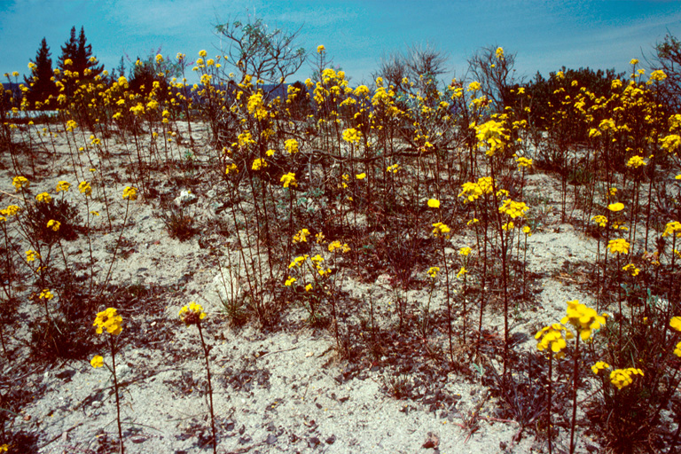 CalPhotos Erysimum teretifolium Santa Cruz Wallflower