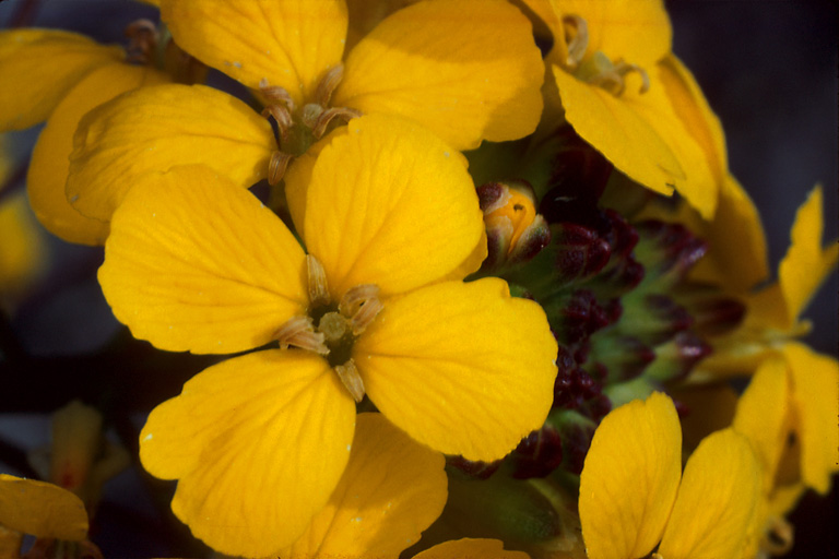 Erysimum teretifolium Erysimum teretifolium