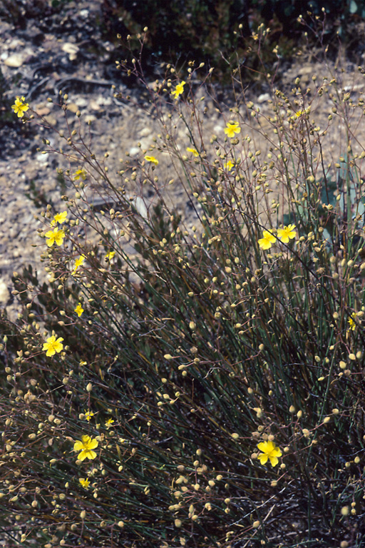 Crocanthemum suffrutescens