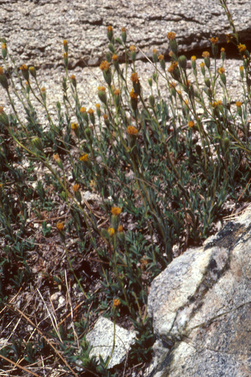 Raillardiopsis muirii
