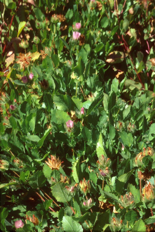 Sidalcea stipularis