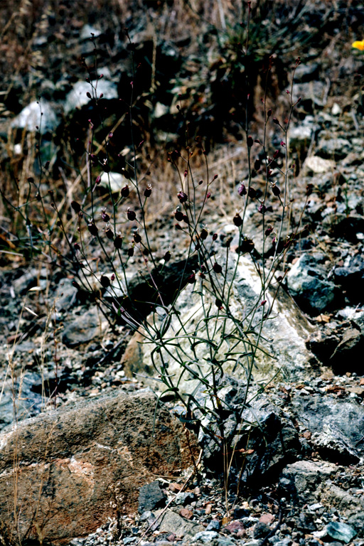 Streptanthus glandulosus ssp. niger Streptanthus glandulosus ssp. niger