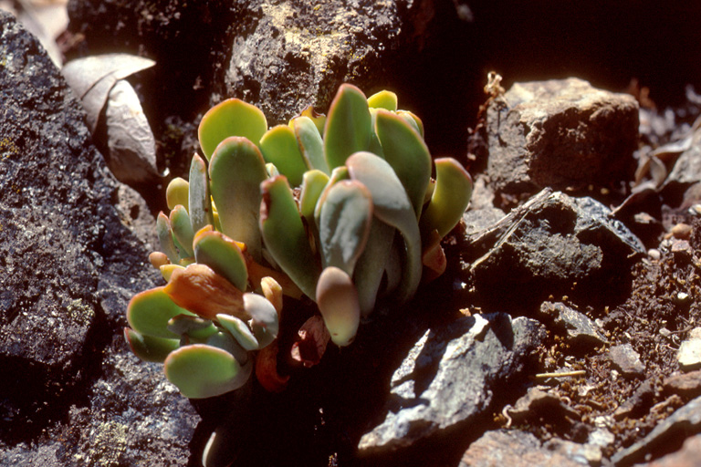 Sedum albomarginatum Sedum albomarginatum