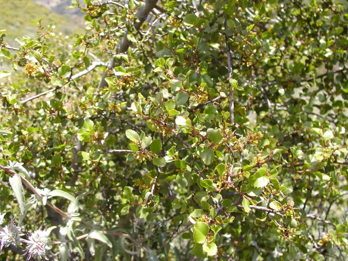 Rhamnus ilicifolia