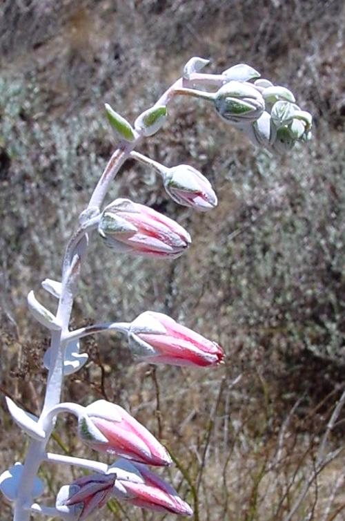 Dudleya pulverulenta Dudleya pulverulenta
