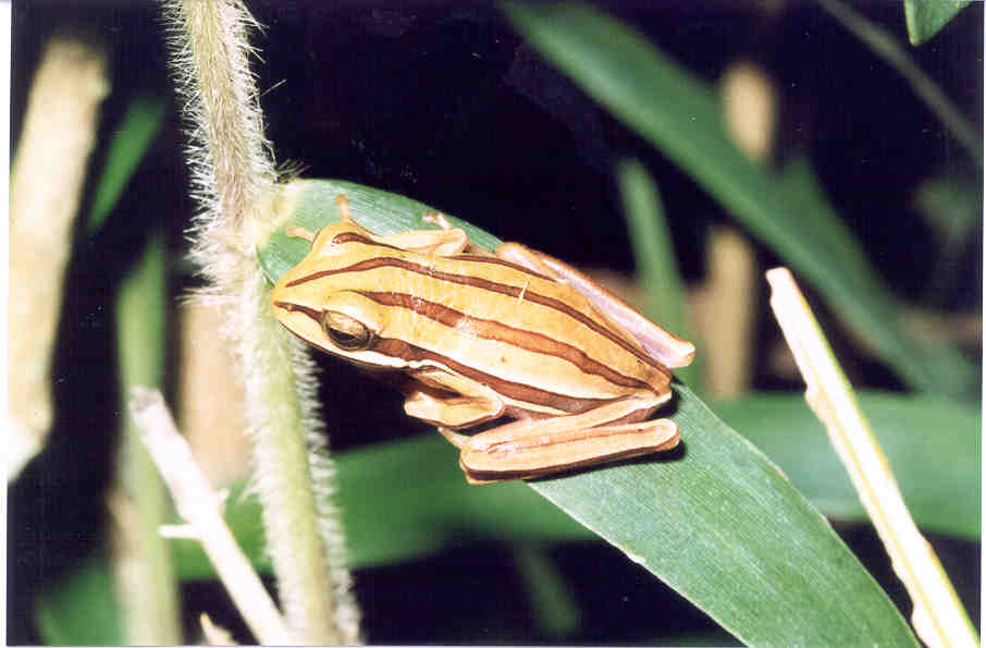 Boana cipoensis