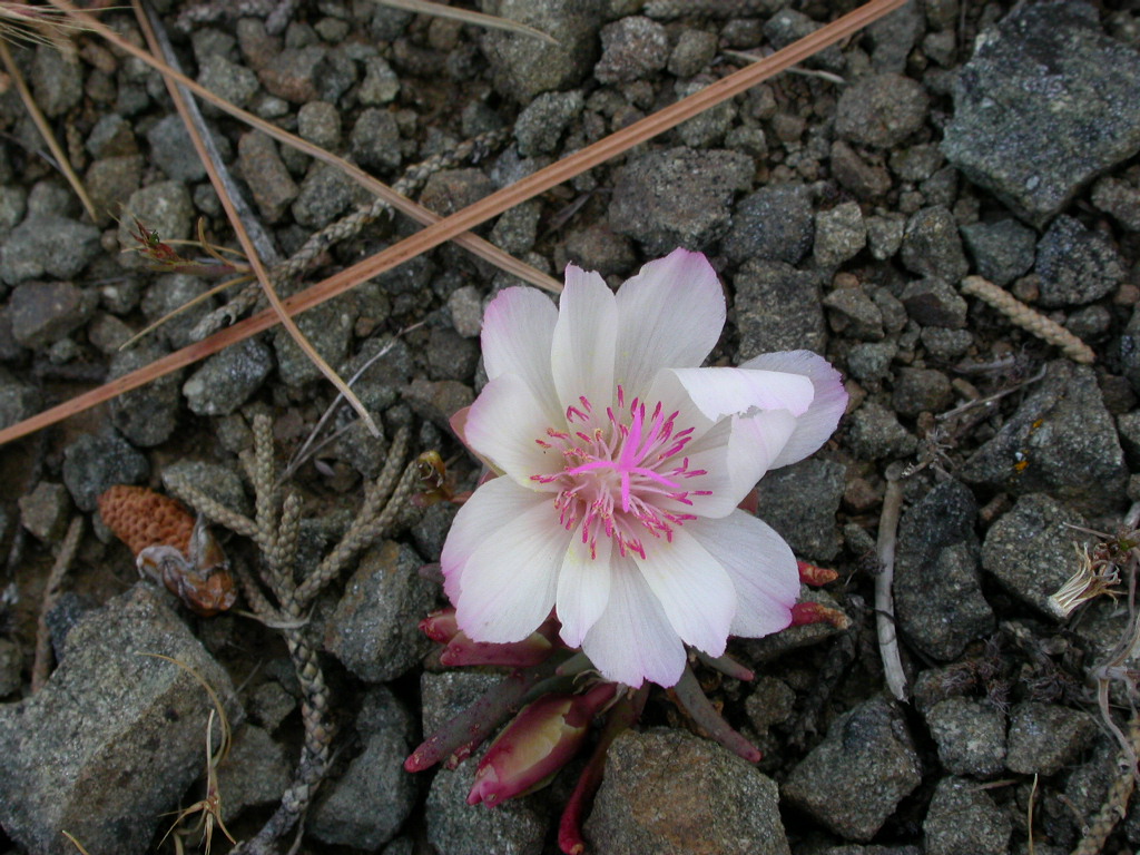 Lewisia rediviva Lewisia rediviva