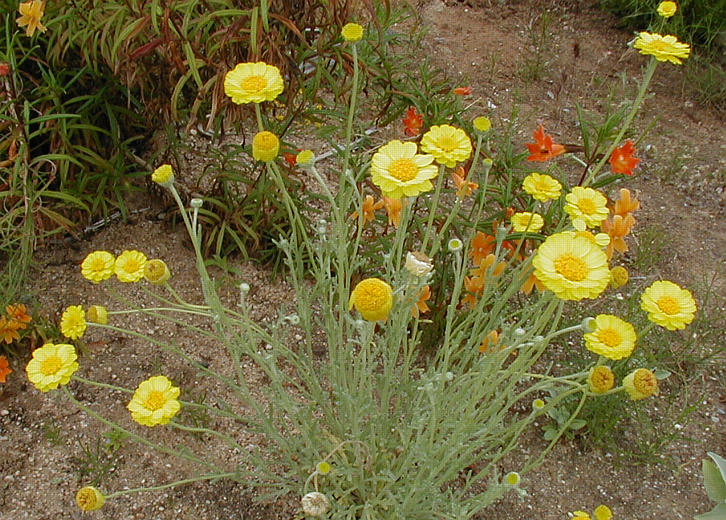 Baileya multiradiata