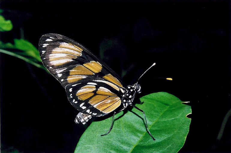 Methona themisto Methona themisto