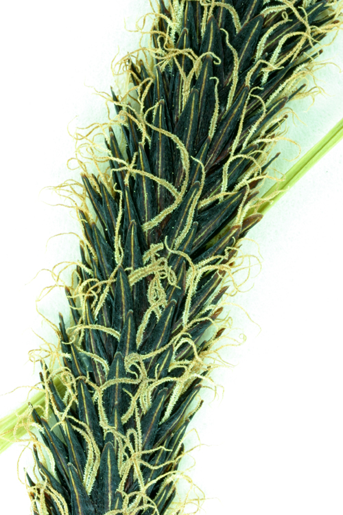 Carex obnupta