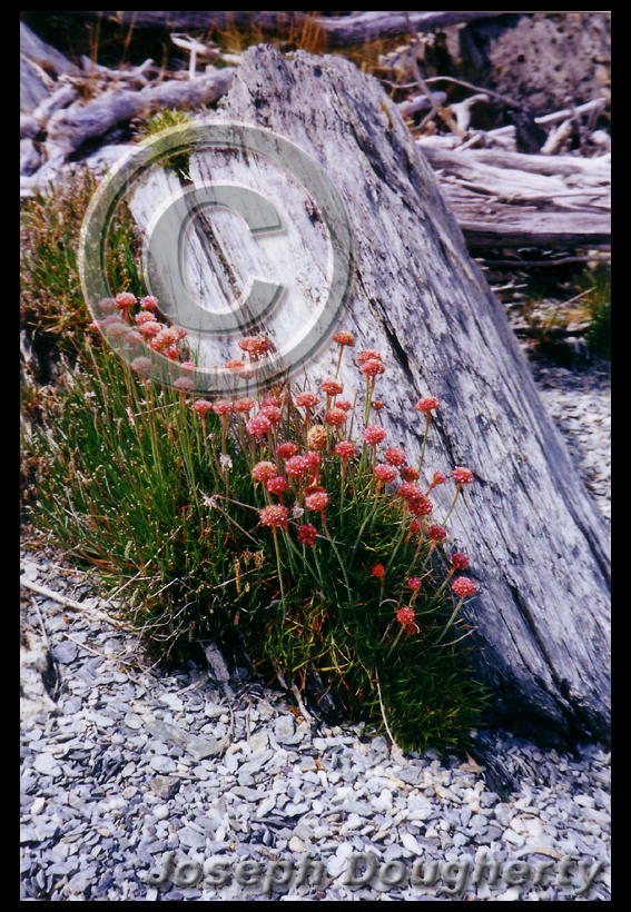 Armeria curvifolia Armeria curvifolia