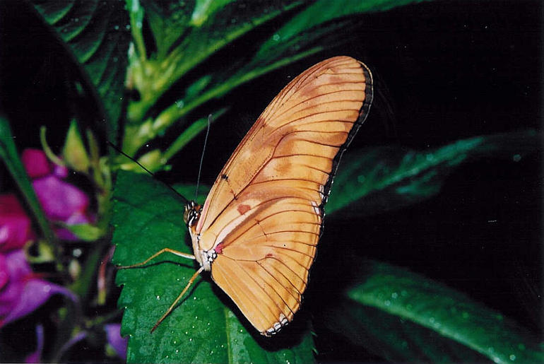 Dryas iulia Dryas iulia