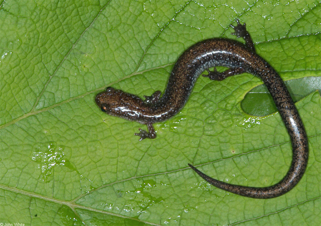 Plethodon hoffmani