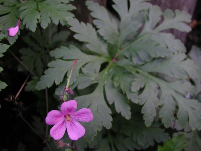 Geranium robertianum Geranium robertianum
