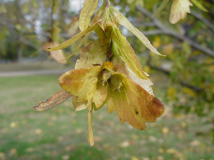 Carpinus caroliniana Carpinus caroliniana